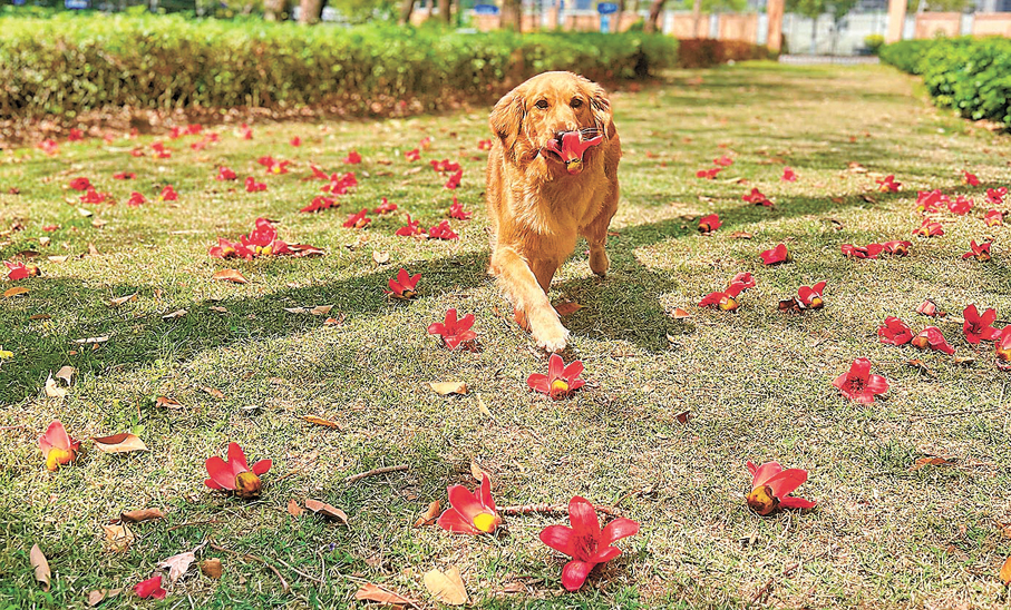 ●嶺南賞花季「家門口賞花景」。圖為寵物狗與木棉花「玩」在一起。 香港文匯報記者方俊明  攝