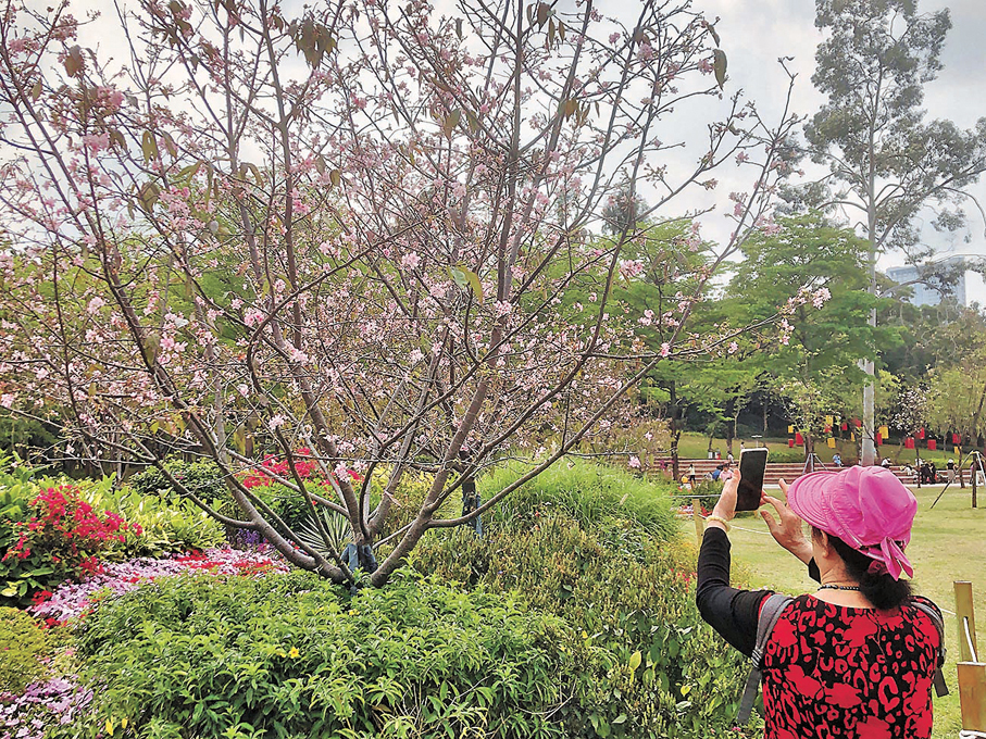 ●灣區迎來居民賞花熱潮。圖為民眾駐足賞花。香港文匯報記者方俊明  攝