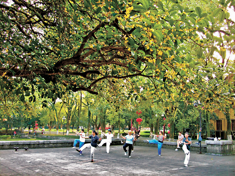 ●桂林轄境之內有很多桂樹。圖為民眾在桂林王城景區桂花樹下鍛煉身體。   資料圖片