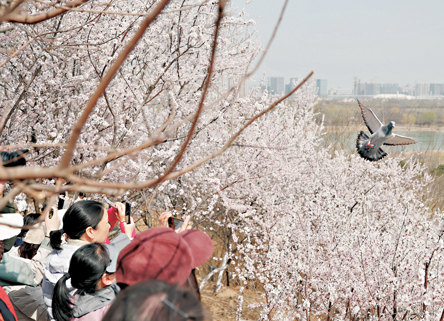 ●遊客在北京園博園賞花觀景。