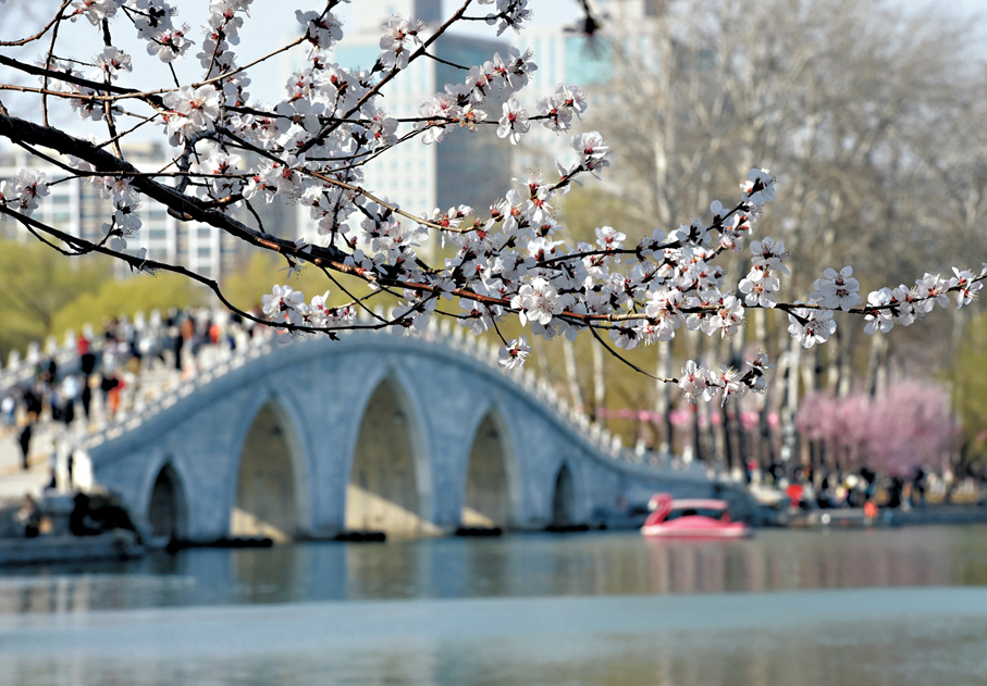 ●北京玉淵潭公園春色。