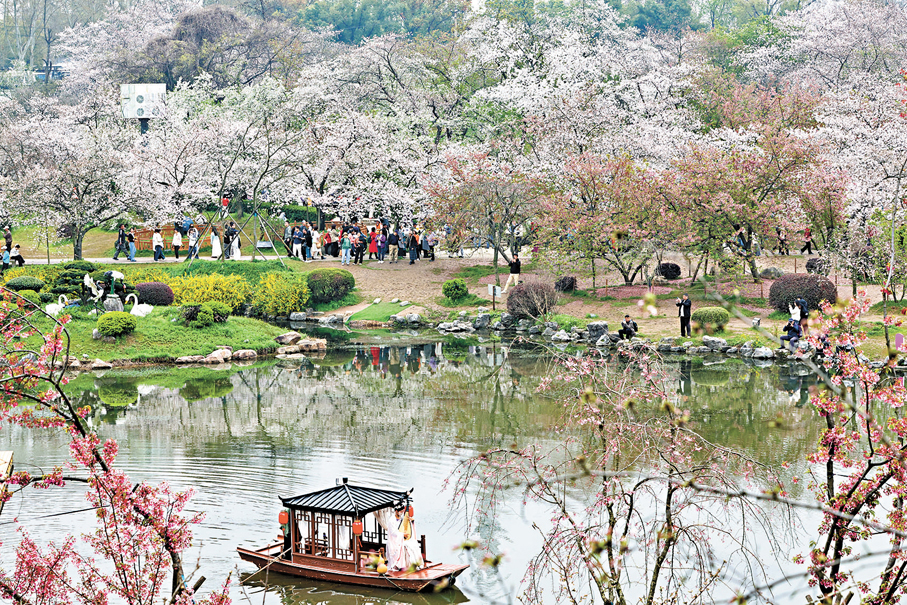 ●武漢東湖櫻花園美景。
