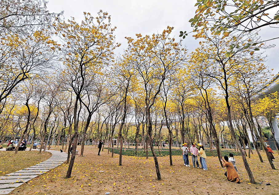 ●遊客在福州黃花風鈴木公園內遊覽、賞花。