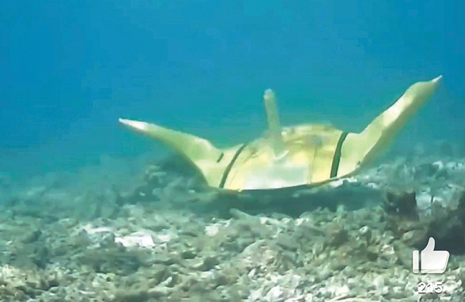 ●「翱翔」Ⅴ型仿生蝠鱝（魔鬼魚）不僅實現了聲吶隱身，還能對水下爆炸物進行自主抵近、識別與鎖定。 視頻截圖