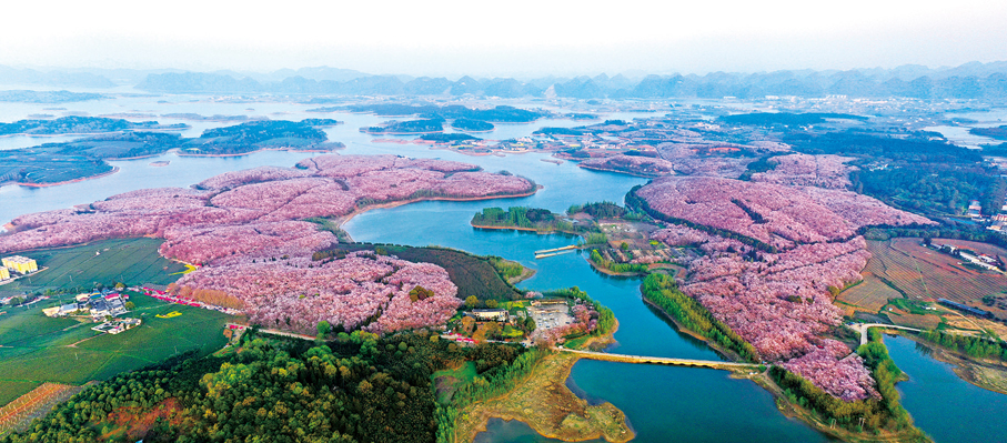 ●貴安櫻花湖。　　李暾 攝