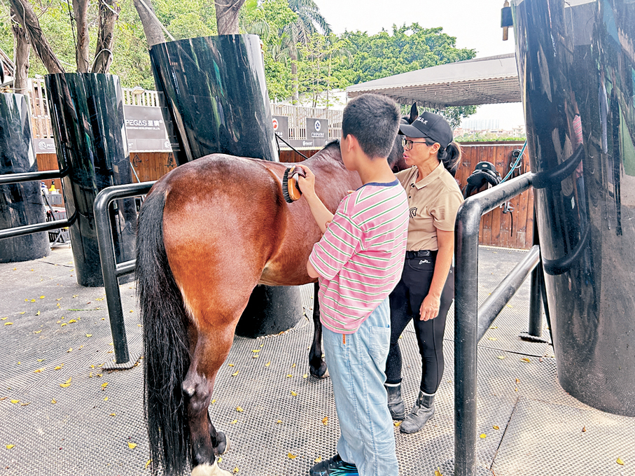 ●一名大齡自閉症患兒在療癒教練的引導下為馬匹梳毛，達到輔助康復的效果。香港文匯報記者敖敏輝  攝