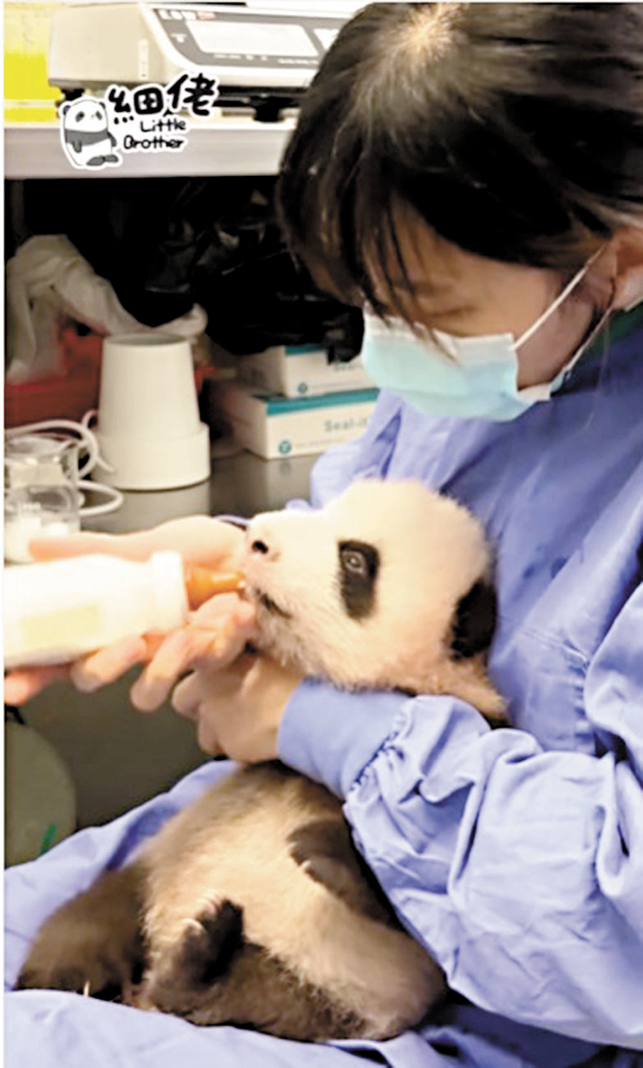 海洋公園護理員餵熊貓幼崽吃奶。 
