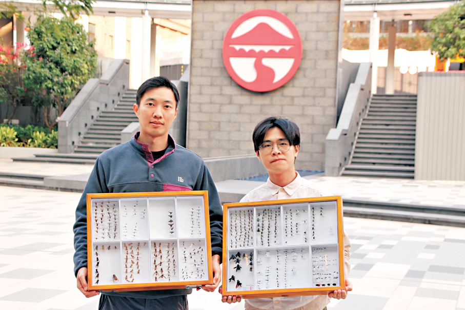 ●嶺大科學教研部助理教授李灝（左）與博士研究生張順智（右）展示所收集昆蟲標本。 香港文匯報記者黃艾力  攝