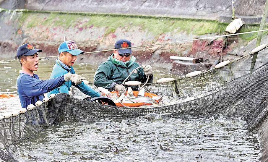 ●早前，漁民在台灣屏東枋寮採收午仔魚。資料圖片