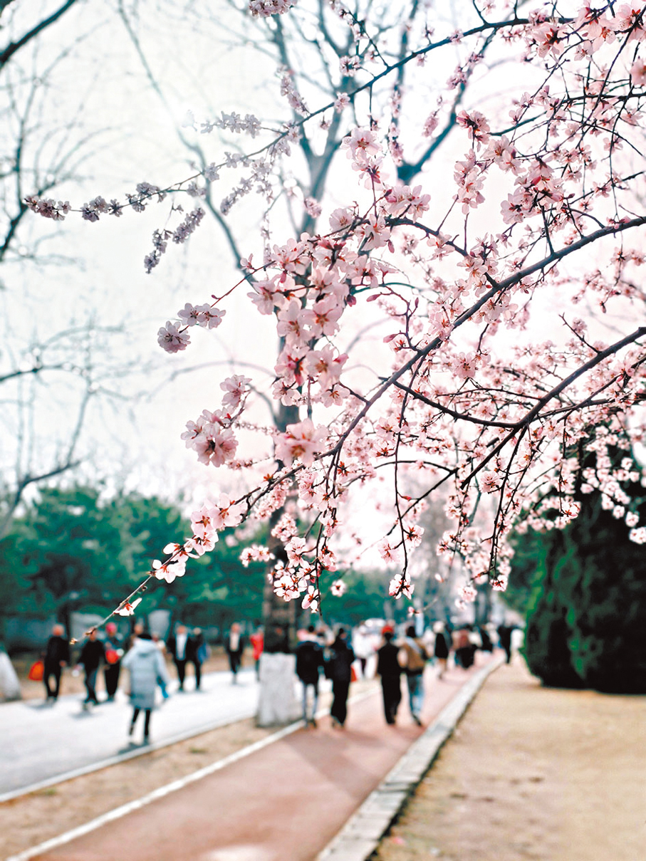 ●奧森公園春色浪漫，吸引人們紛紛前往。