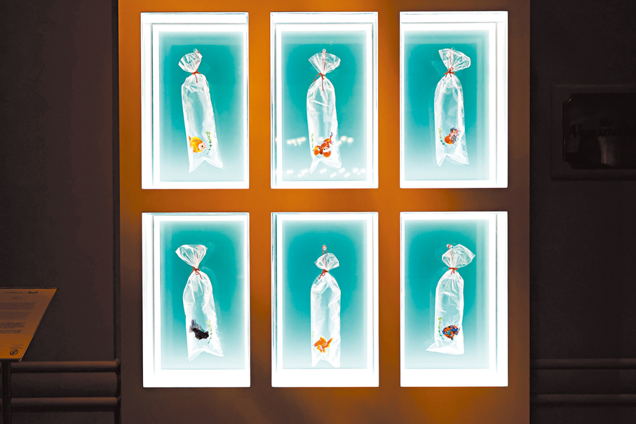 ●酒店同時呈現許開嬌的刺繡金魚膠袋系列作品。