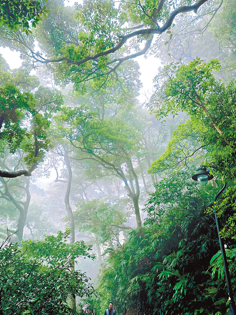 ●近日拍攝於山頂盧吉道。  作者供圖