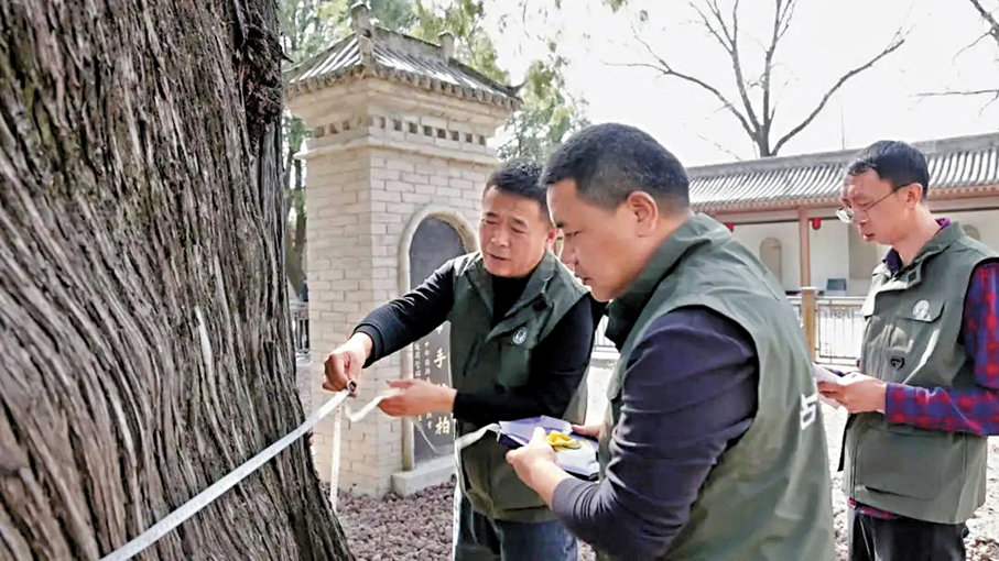 ●工作人員正在測量「黃帝手植柏」。 香港文匯報陝西傳真