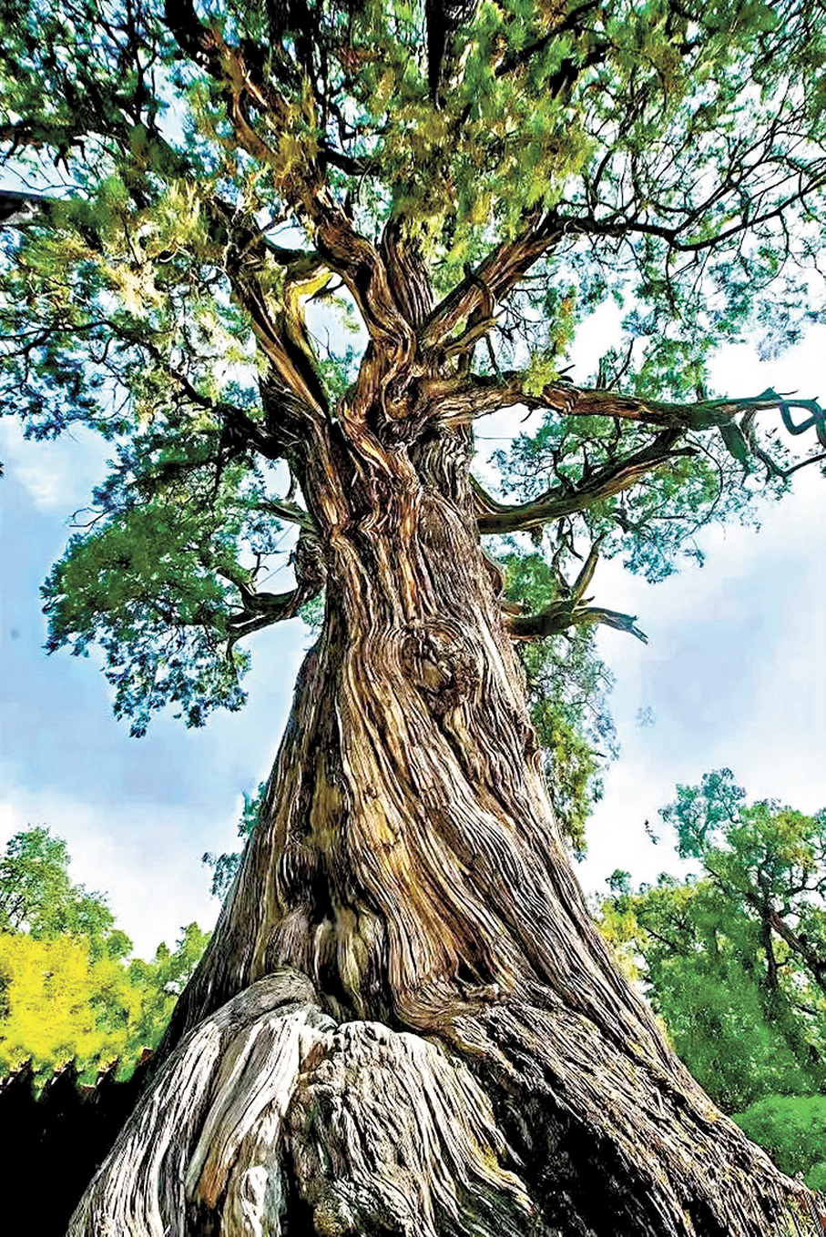 ●「黃帝手植柏」樹齡超過5,000年。 香港文匯報陝西傳真