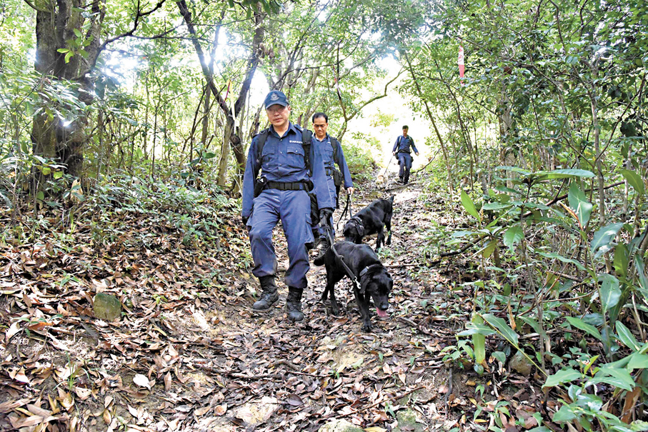 ●警方當年帶同警犬在飛鵝山一帶搜山。 資料圖片
