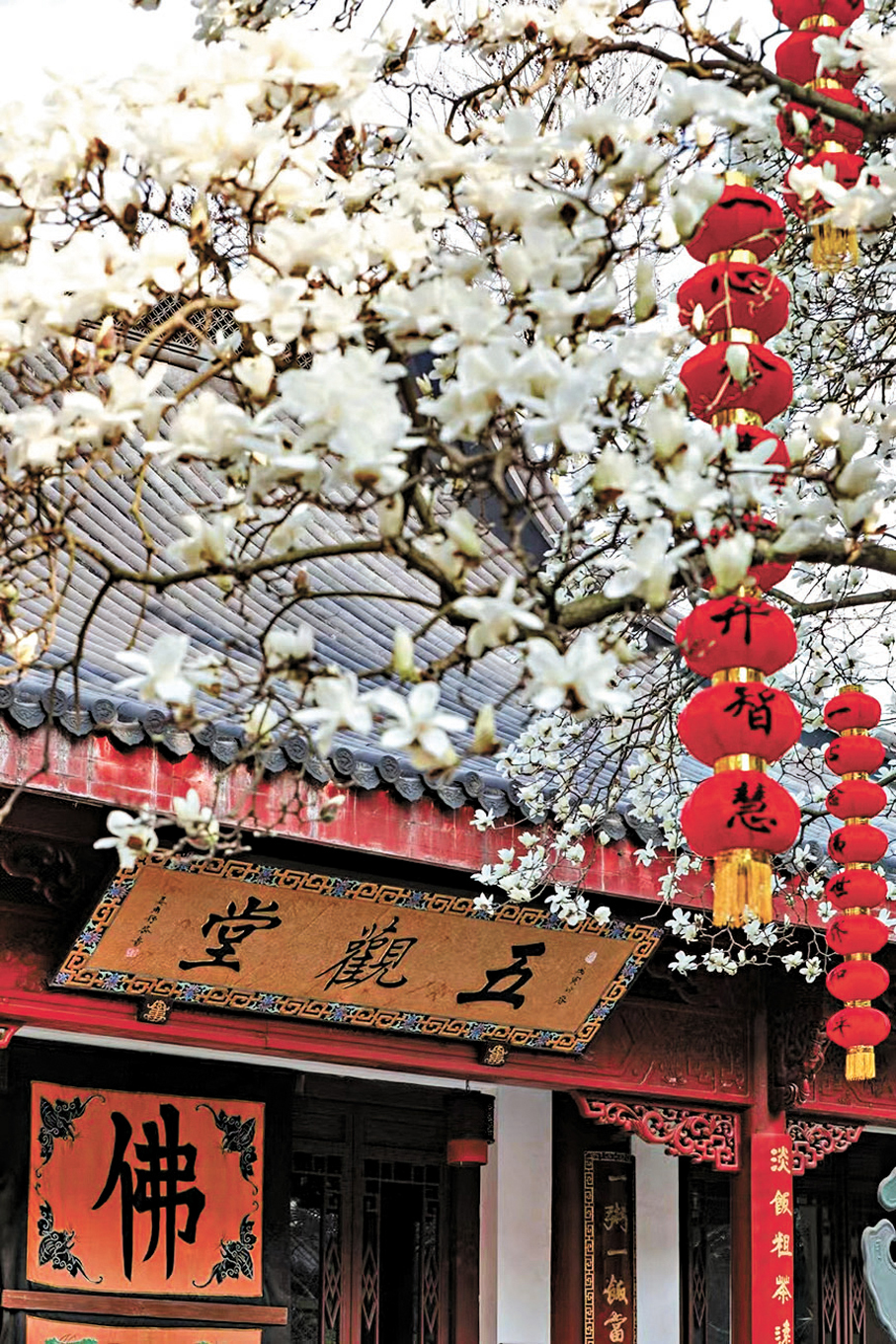 杭州法喜禪寺，玉蘭花開。