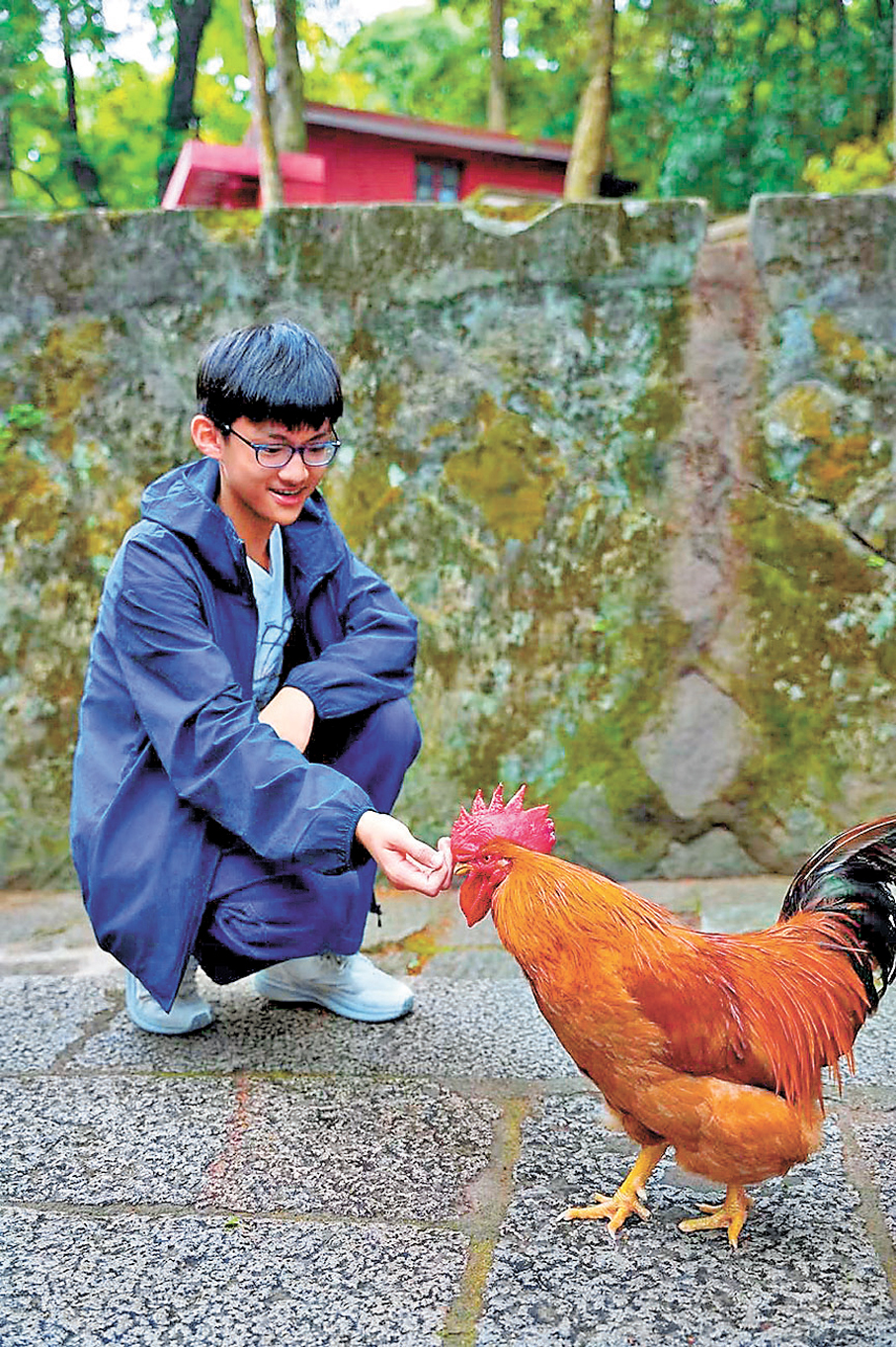 ●中一學生李俊城山間偶遇雄雞。   作者供圖