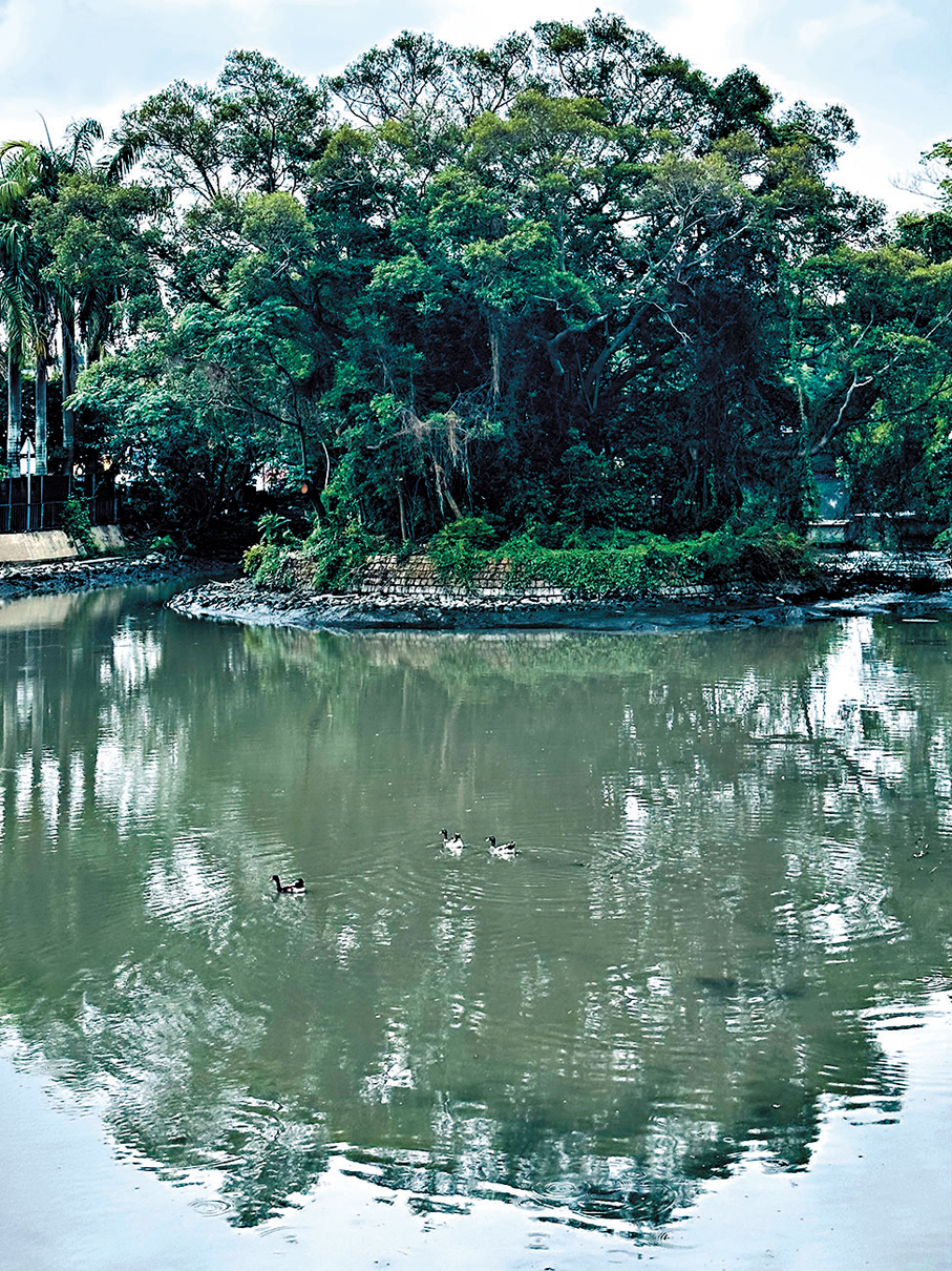 ●鹹塘有活口連接通往后海灣河道，共潮汐同漲退，塘水具一定海水鹹度。    作者供圖