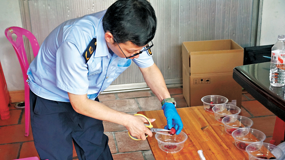 ●福建漳州浮宮鎮楊梅快速監測點內工作人員正在為送檢楊梅取樣。