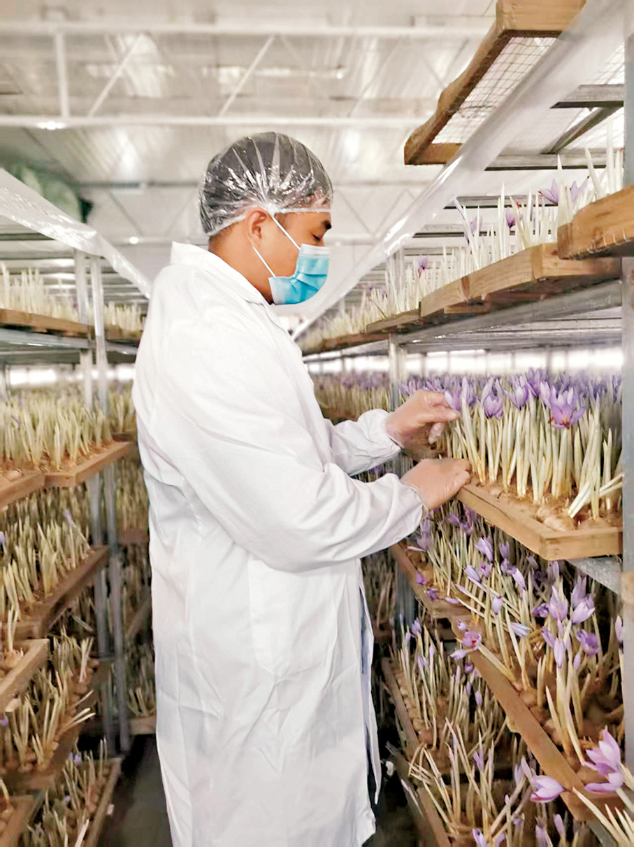 藏紅花成熟後採摘需要「爭分奪秒」。