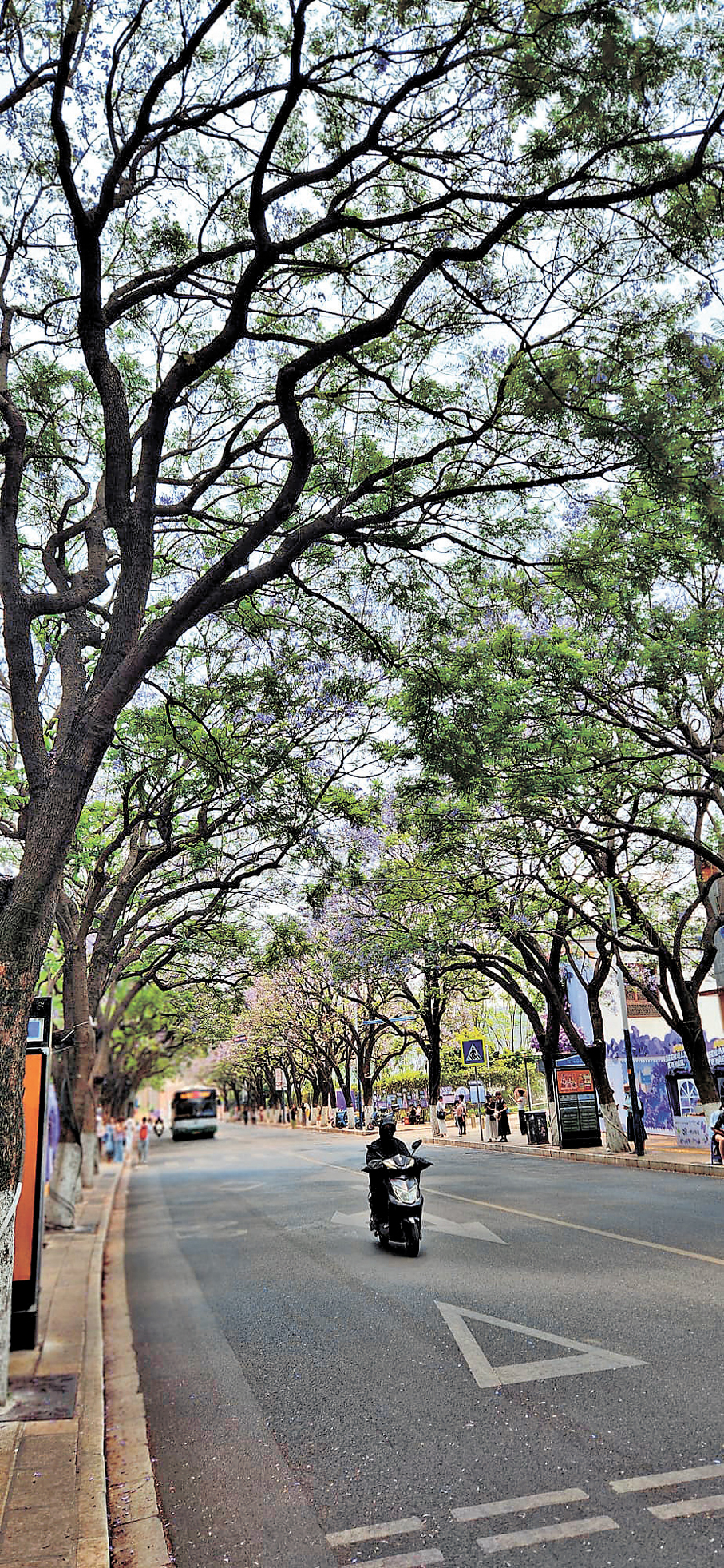●紫色花隧道，數百株藍花楹大樹遮天蔽日。