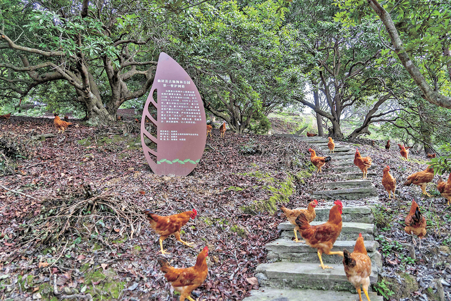 仙居楊岸村，由仙居先民開創的以「梅—茶—雞—蜂」為核心的古楊梅群複合種養系統至今仍在運轉。