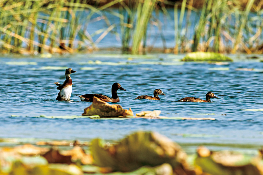 ●「荷塘葦海、鳥類翔集」，白洋淀區野生鳥類達296種。