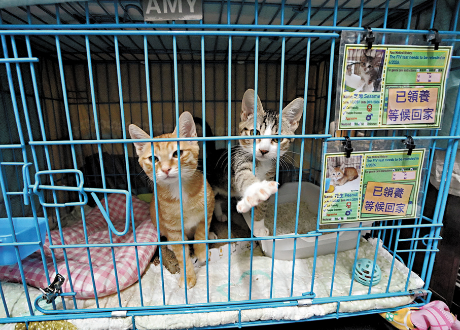 中心已有小動物被領養，等待回家。