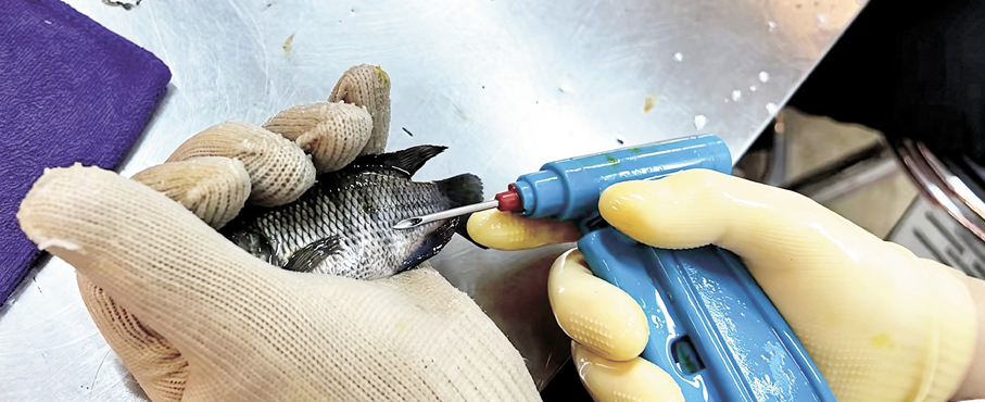 廣東寶路生物科技有限公司的工作人員在為羅非魚苗注射芯片。
