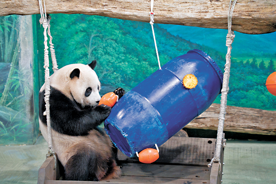 ●28日是大熊貓「圓寶」6歲生日，台灣台北市動物園特別設計的生日派對主題「太空冒險」。 中通社