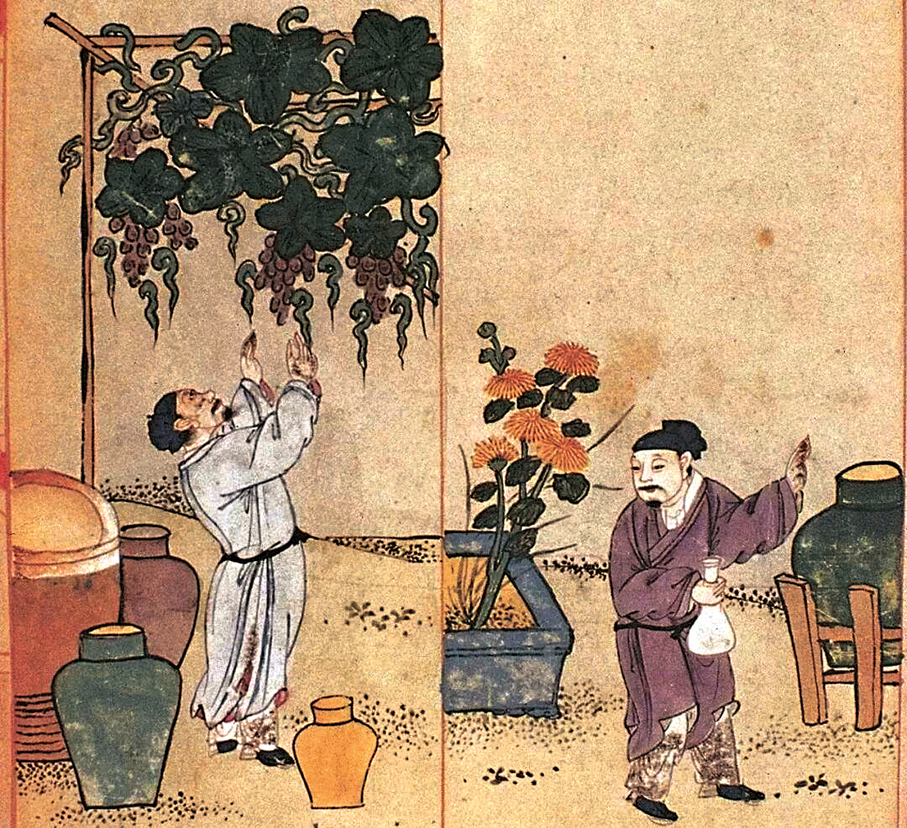●《食物本草》中的插圖描繪了古代中國葡萄種植與釀酒場景。 作者供圖