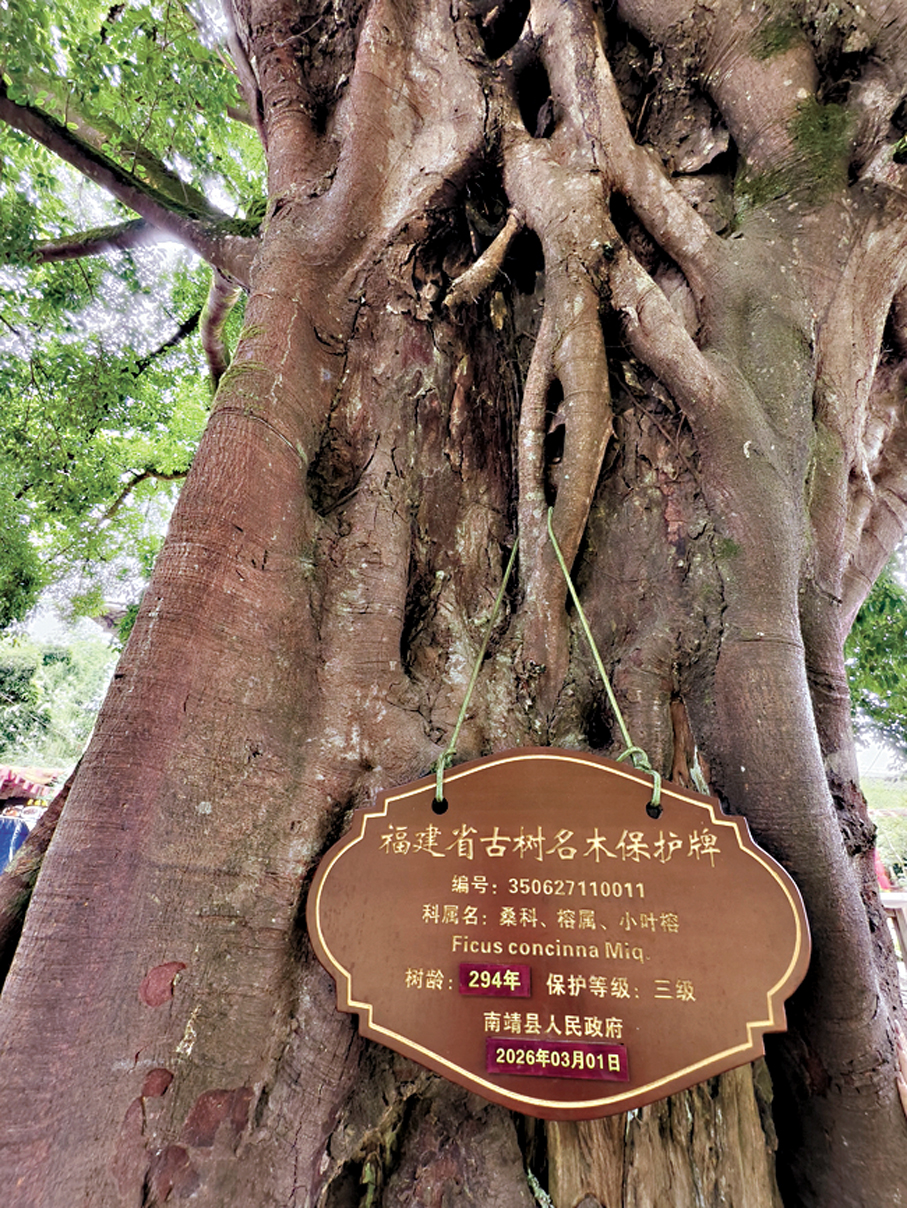 ●古榕樹