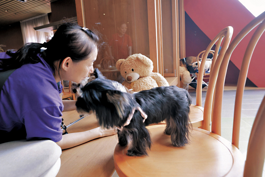 ●近千間獲准食肆今起容許狗隻進入，屆時飼主終可與愛犬同場進膳。香港文匯報記者北山彥  攝