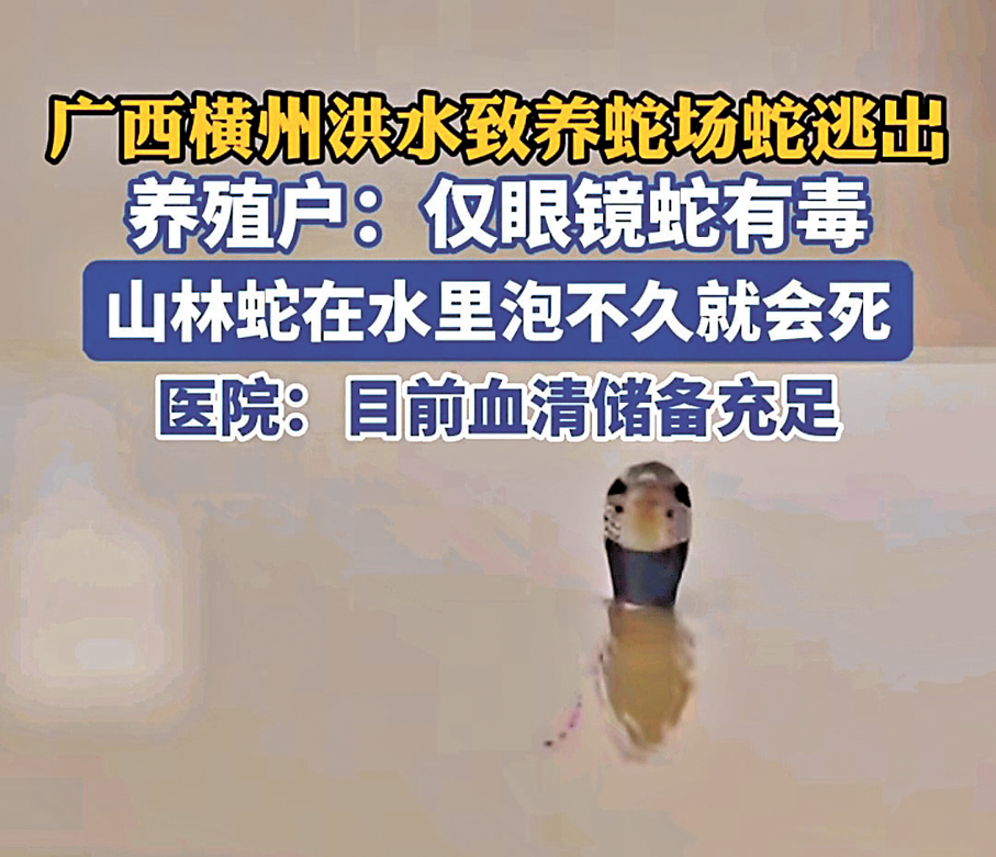 ●現場救援人員透露，連日來已接到多起蛇咬傷求助。圖為游走在洪水中的眼鏡蛇。 視頻截圖