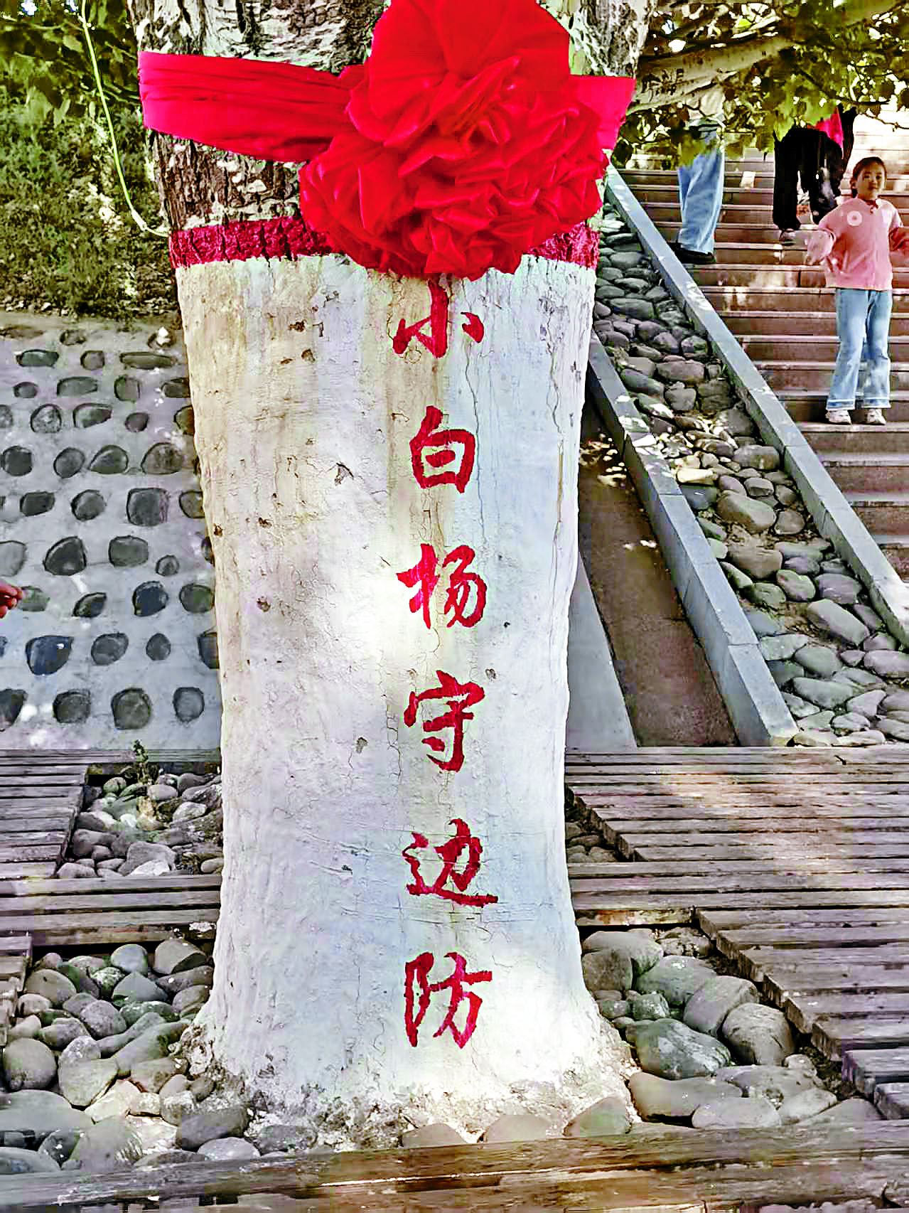 ●已有四十多年樹齡的那棵小白楊