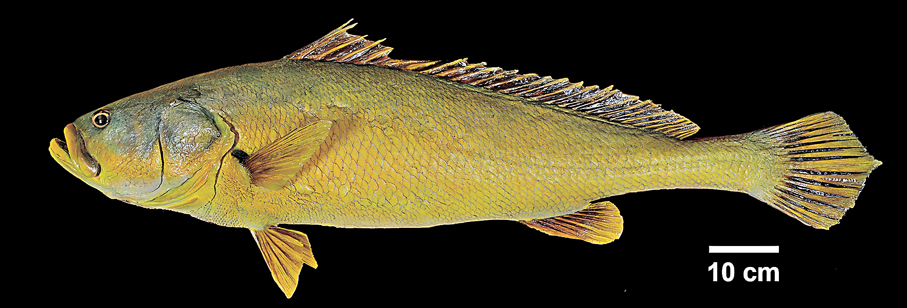 ●黃唇魚。嶺大供圖