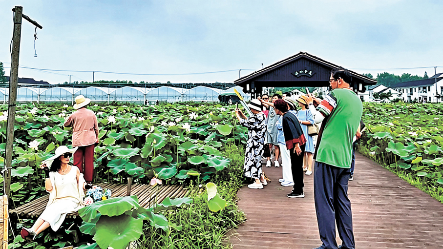 胡家埭村荷風清冽，吸引大批遊客慕名而來，拍照打卡、漫步消暑。圖為遊客在荷塘中的步道拍照留念。