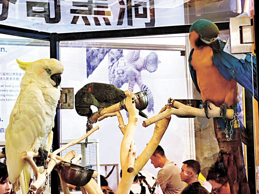 ●內地寵物保險正向鸚鵡等非貓狗寵物拓展。   香港文匯報記者孔雯瓊 攝
