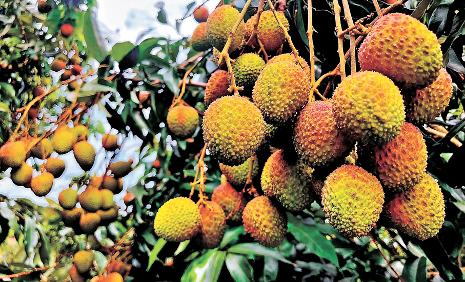 ●東莞植物園的荔枝種質資源保育規模居廣東前列。