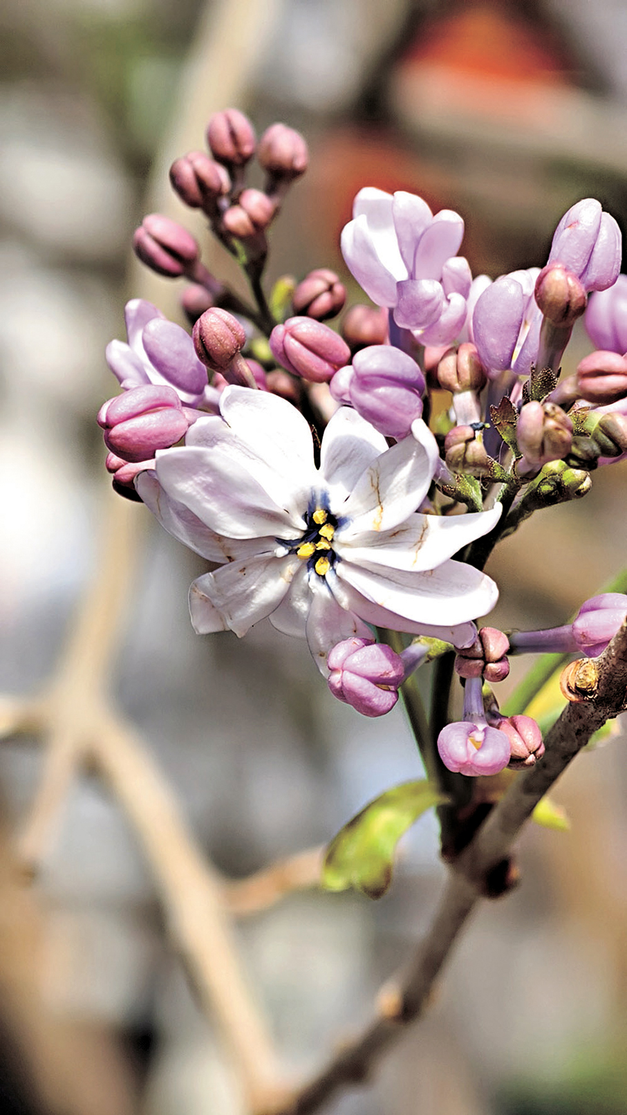 ●丁香花。資料圖片