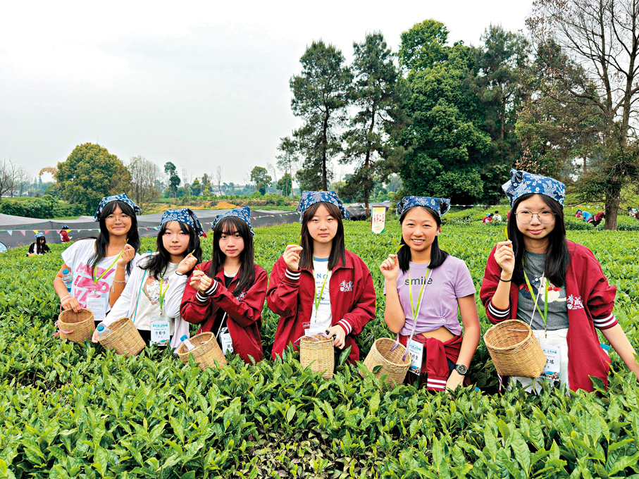 ●同學在內地茶園感受採茶、炒茶等傳統技藝。 教育局供圖