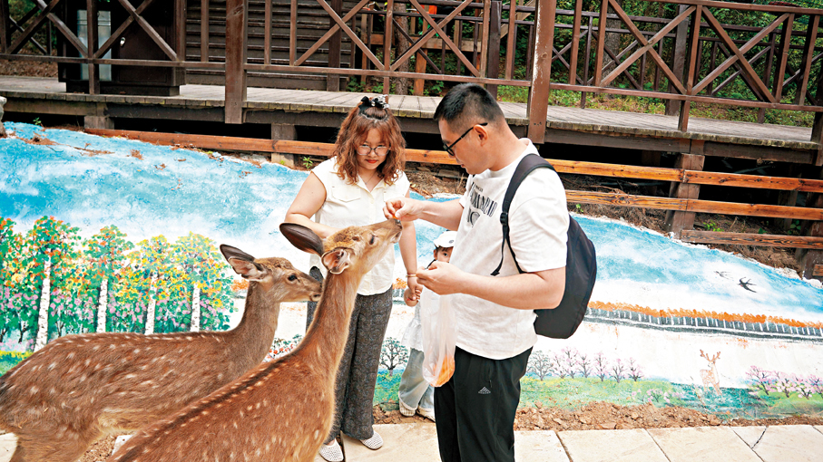 養鹿關山園遊客與梅花鹿溫馨互動。