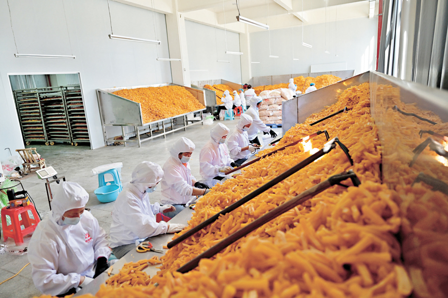 ●福建連城番薯產業年產值189億元，休閒食品佔八成內地市場份額。圖為番薯乾生產線。