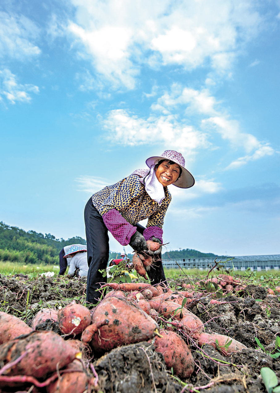 ●連城番薯全產業年產值189億，超當地全縣一半GDP，帶動農民年增收12億元。