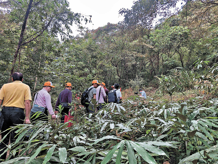 ●羅浮山是天然南藥寶庫，遊客參觀羅浮山百草園。
