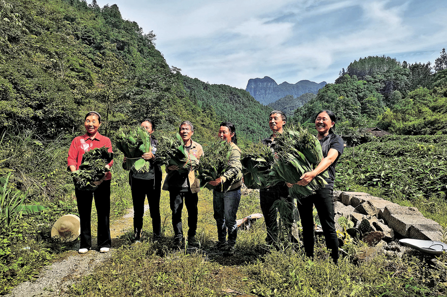 ●桑植縣紅軍村農民採糉葉。 香港文匯報記者姚進  攝
