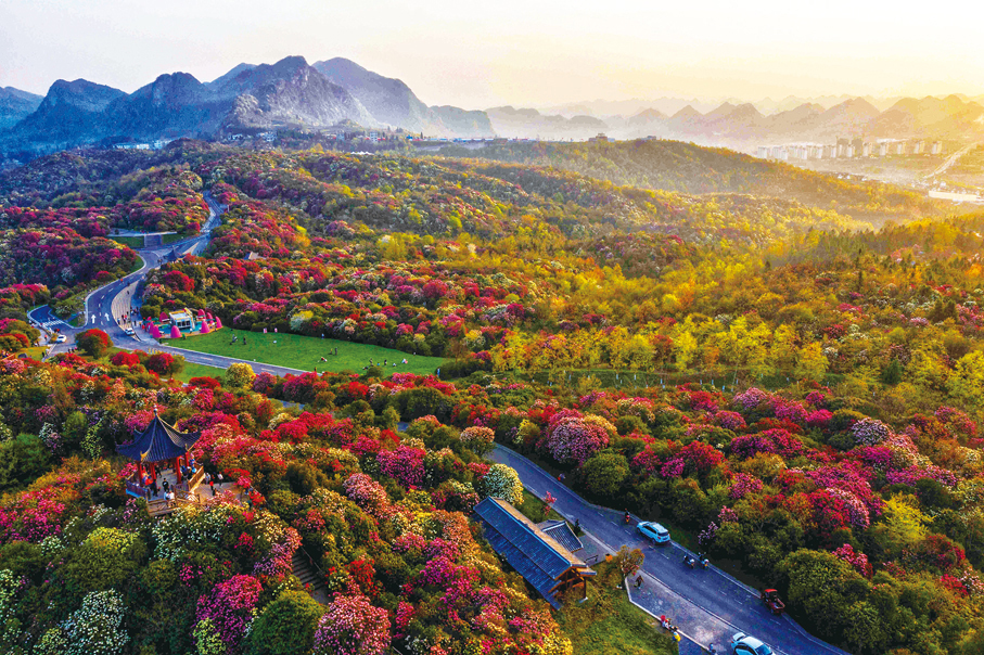 ●畢節百里杜鵑旅遊公路穿越花海。