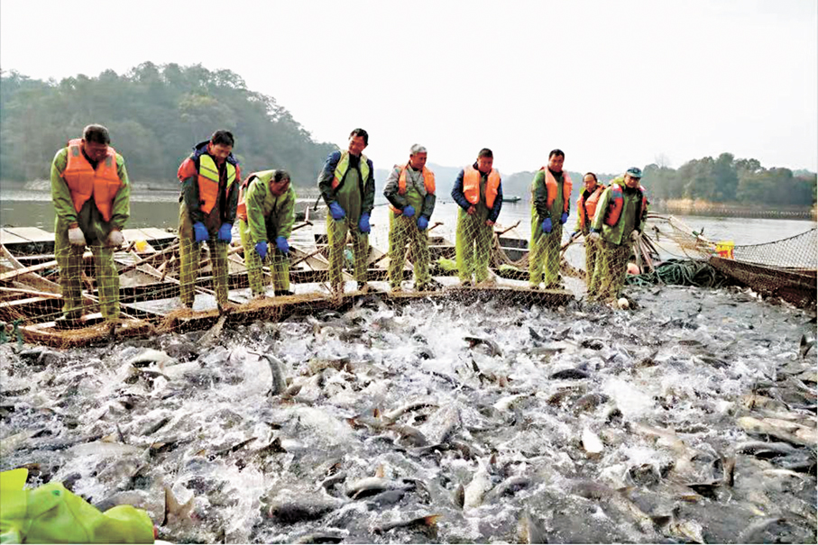  ●秋捕現場。仙女湖景區供圖