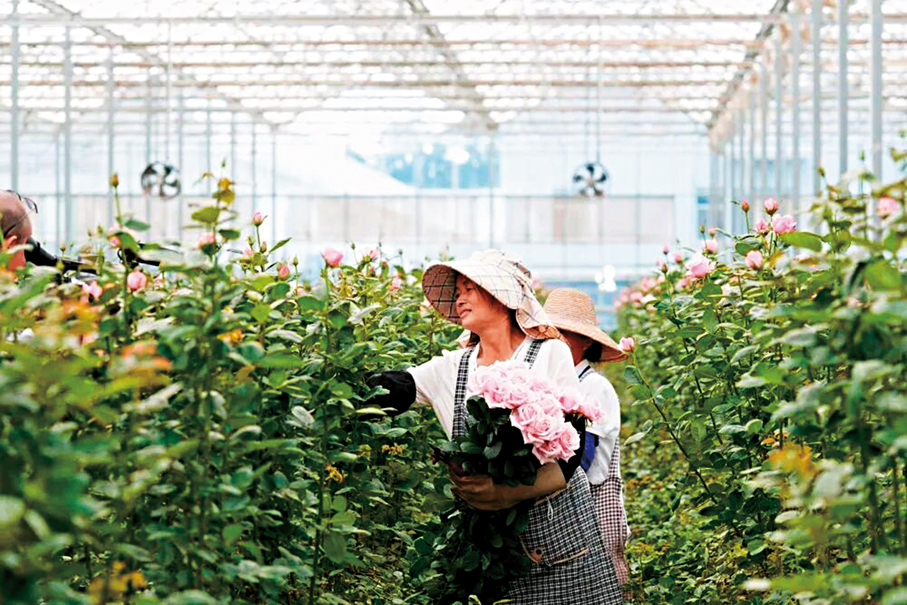●「中國芯」月季29日正式上線，面向全國消費者銷售。圖為工作人員採摘「嬌龍」月季。 